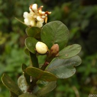 Calophyllum walkeri Wight
